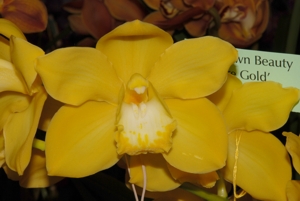 Cym. Dawn Beauty 'Pure Gold